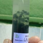 Lions Mane Black Pearls