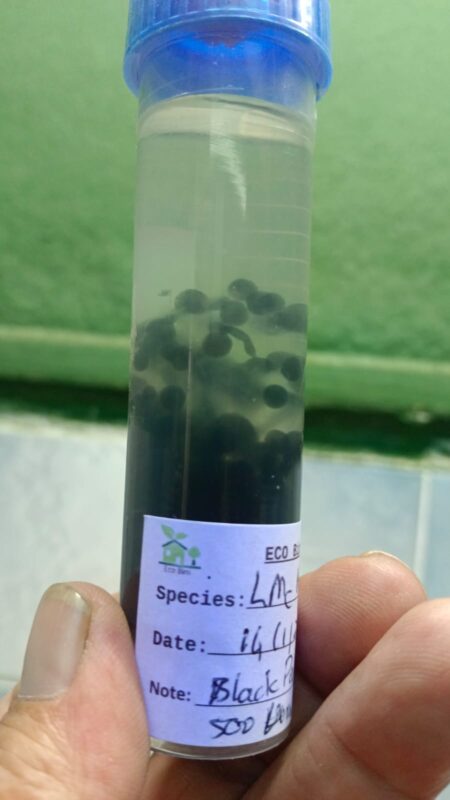 Lions Mane Black Pearls