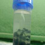 Black Pearl Alginate spawn showing mycelial growth within 4 days