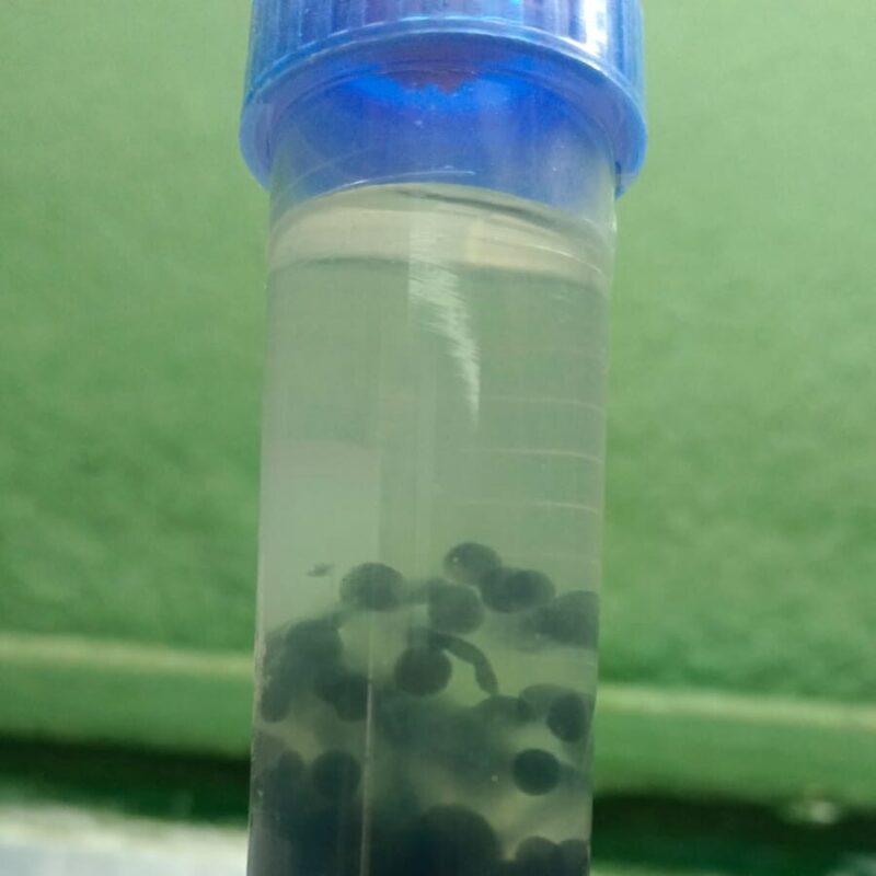 Black Pearl Alginate spawn showing mycelial growth within 4 days