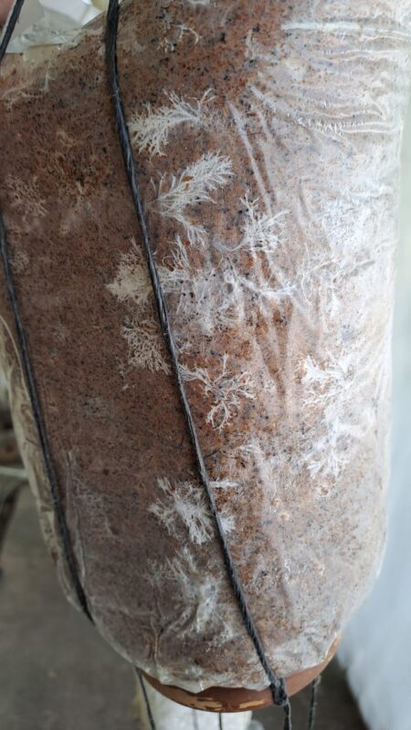 Alginate Spawn Preta Pearls on BioaKt supplemented straw..