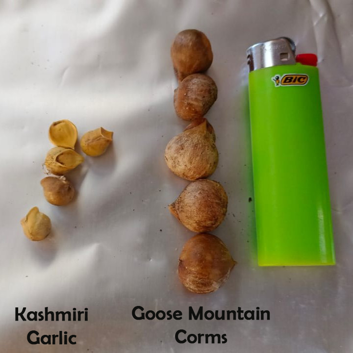 Goose Mountain Corms compared to low quality Kashmiri Garlic
