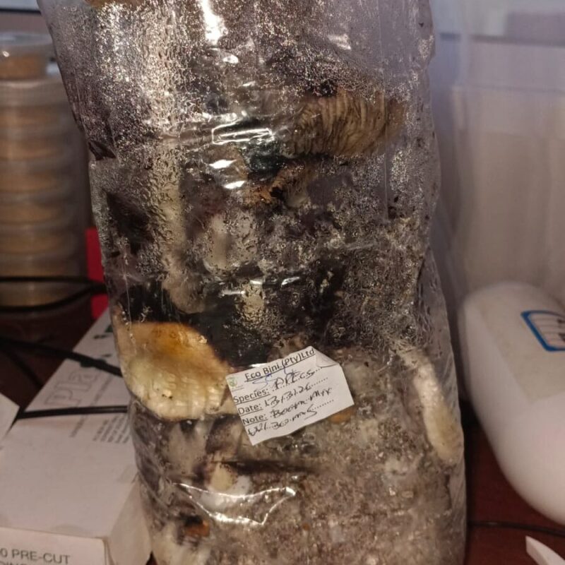 PES Grow in bag - second flush