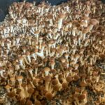 Velvet Pioppino in monotub