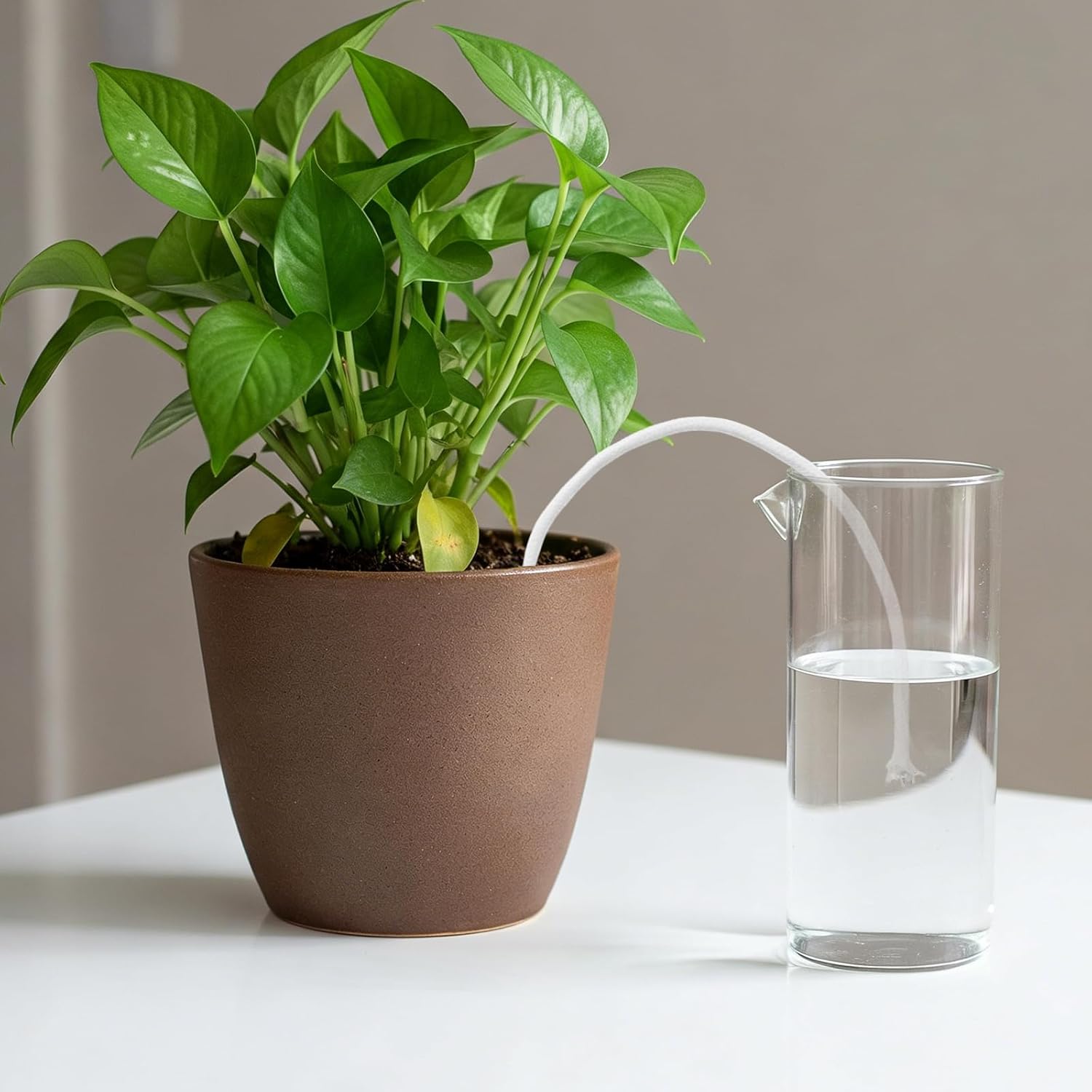 Self-watering capillary cord