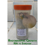 Rhizomorphic growth Reishi RIA on Sorghum