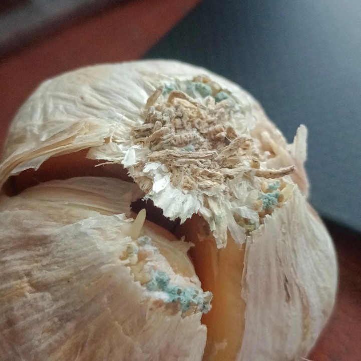 Not Garlic Trich - dreaded Blue Mould