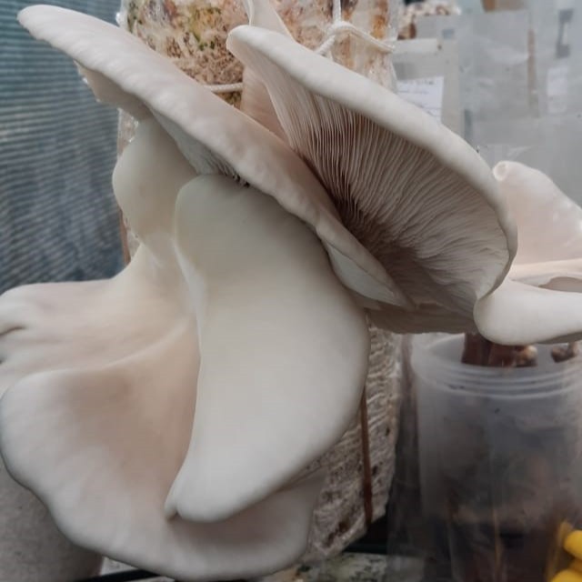 Bundu-Tek White Oyster grow - Pleurotus ostreatus