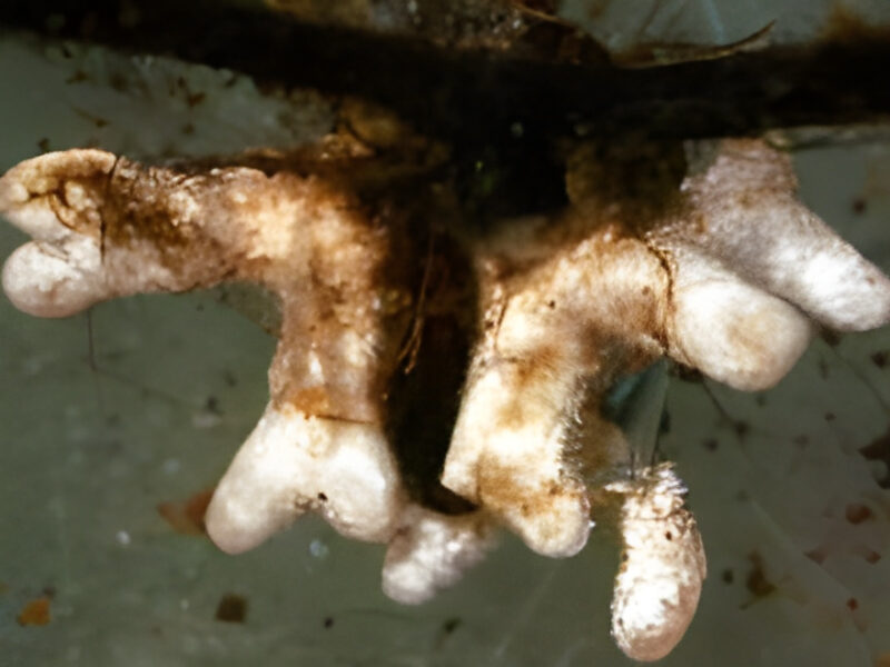 Mycorrhizal growth on Pine roots