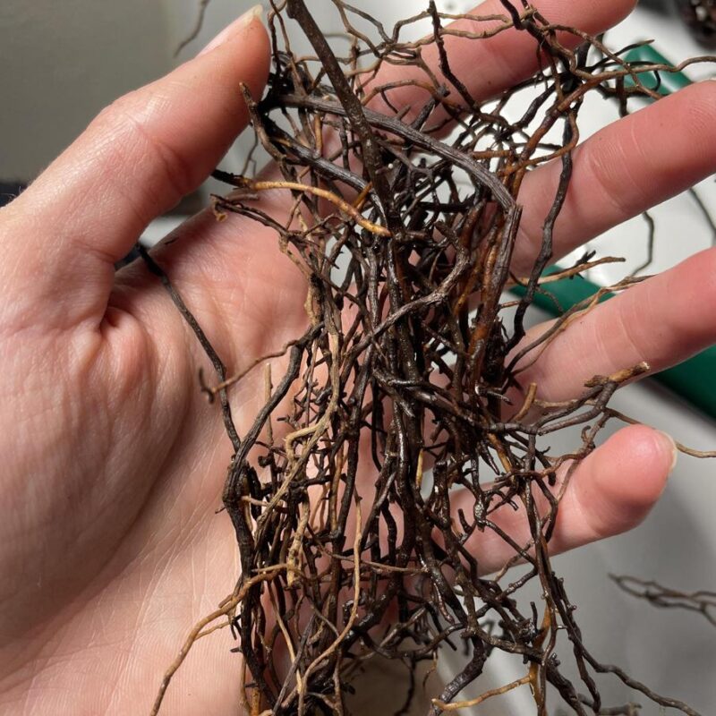 Root Rot example