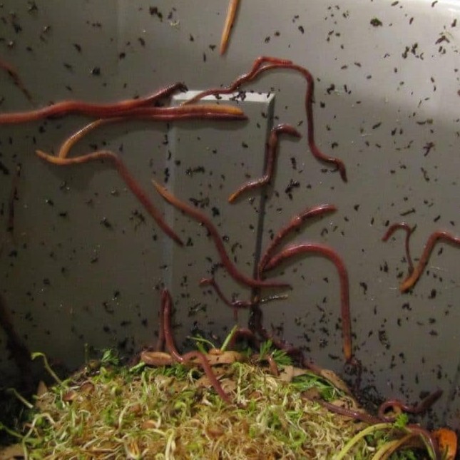 unhappy worms need Vermi-Syn3