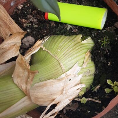 elephant garlic