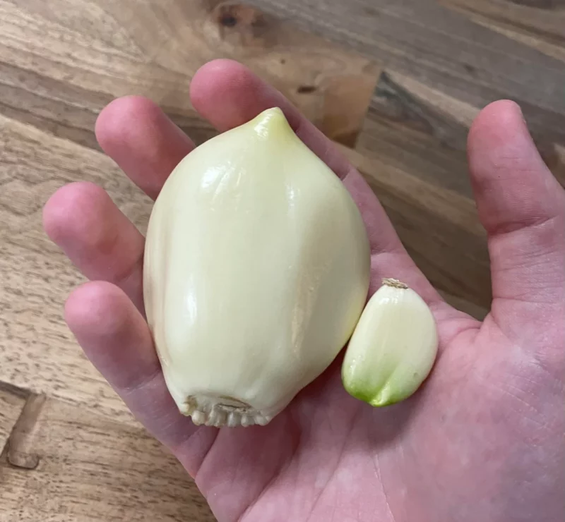 Elephant Garlic compared to regular garlic corm