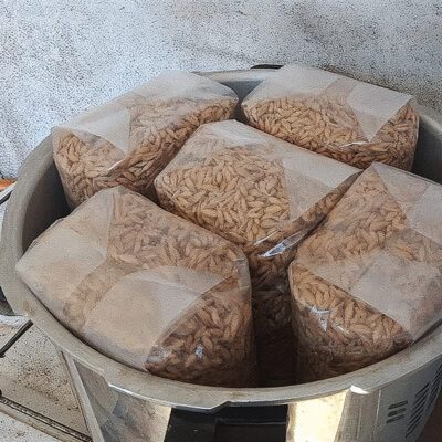 Barley spawn in pot