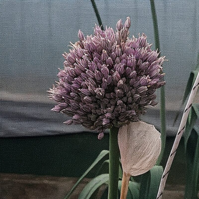 Elephant Garlic flower