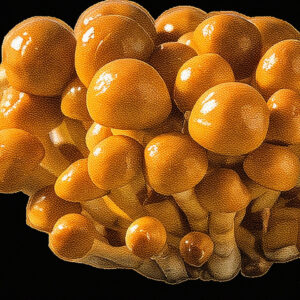 Nameko mushroom cover