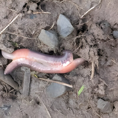 Mating Worms