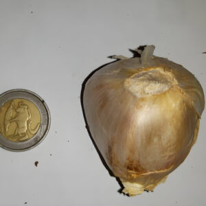 Elephant Garlic clove