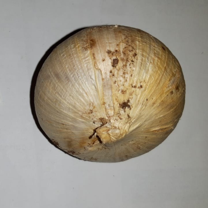 Elephant Garlic Round