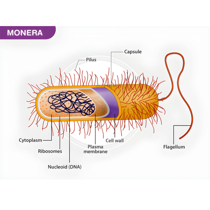 Monera Infogram