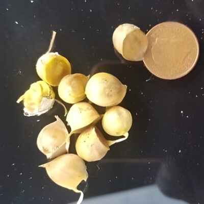 Elephant Garlic Kashmiri Corms