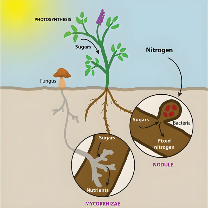 Plant Symbiotic Relationship