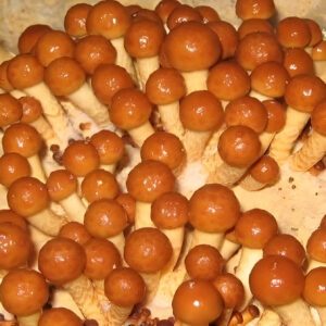 Miso Nameko