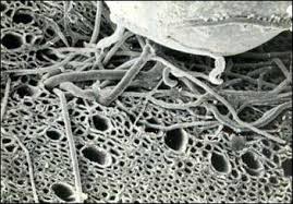 Terra Preta Nova microscope