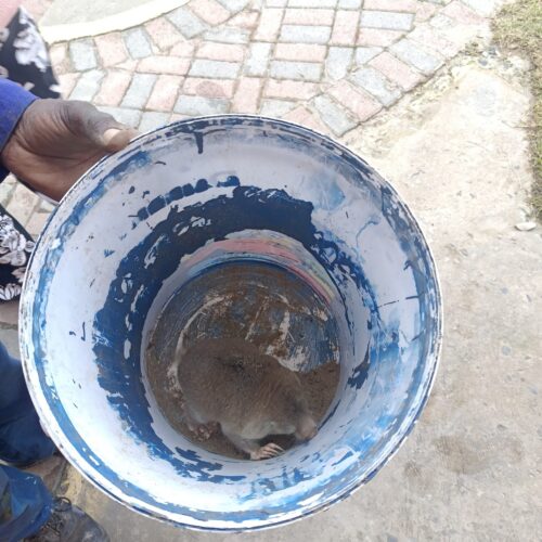 Mole Away! Easy-to-Use Subterranean Rodent Repellent 500ml photo review