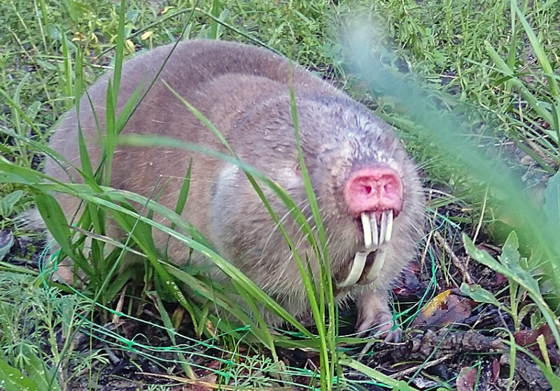 Dune mole rat