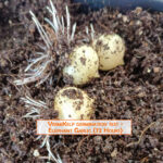 Elephant Garlic Germination with VermiKelp