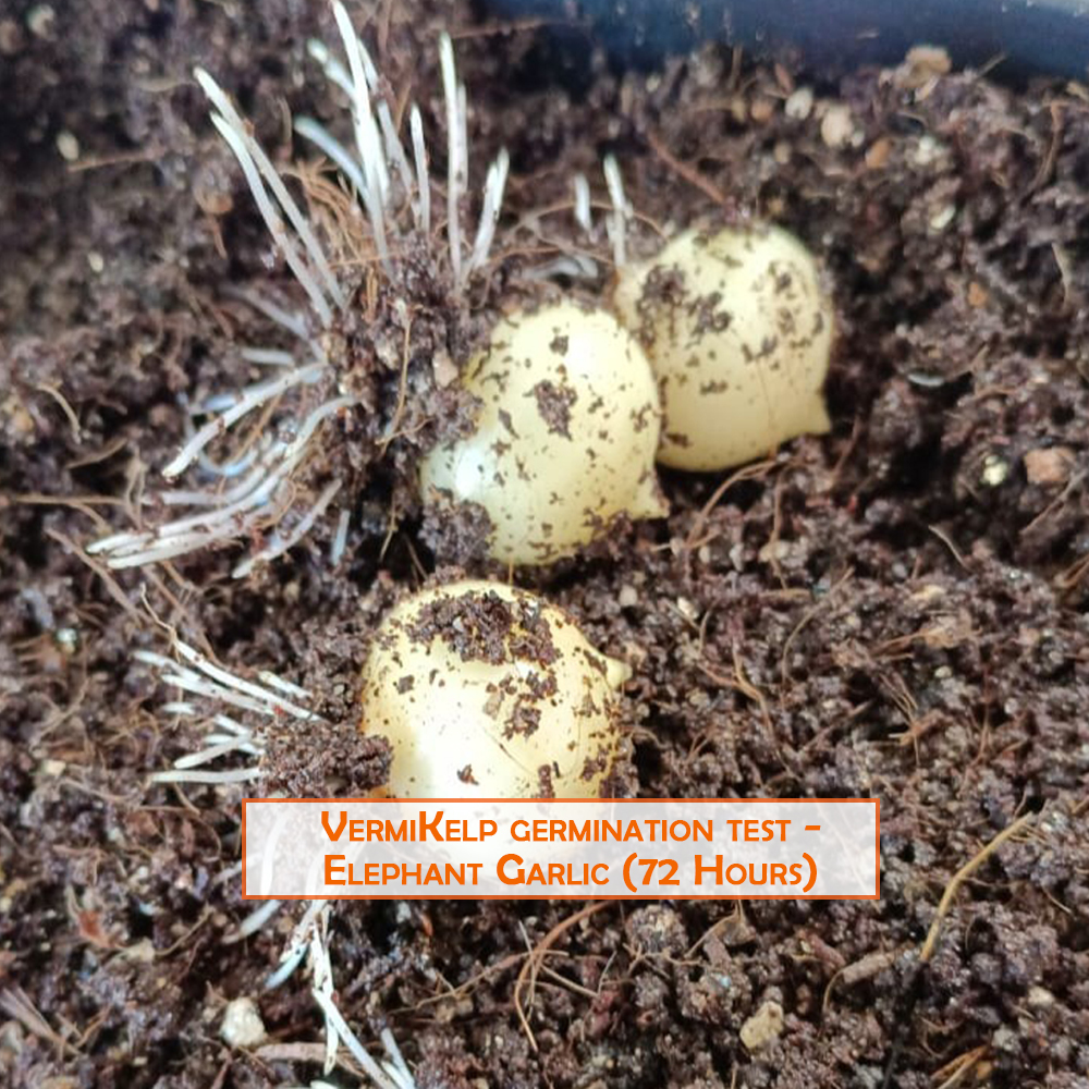 Elephant Garlic Germination with VermiKelp